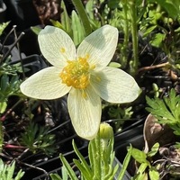 Anemone caroliniana